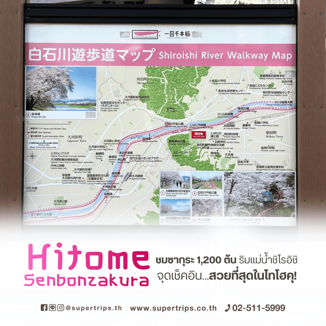 โทโฮคุ, เซ็นได, ซากุระโทโฮคุ, จุดชมซากุระญี่ปุ่น, ซาโอะ, แม่น้ำชิโรอิชิ, ทัวร์ญี่ปุ่นฤดูใบไม้ผลิ, เที่ยวญี่ปุ่นเมษายน, เที่ยวญี่ปุ่นสงกรานต์