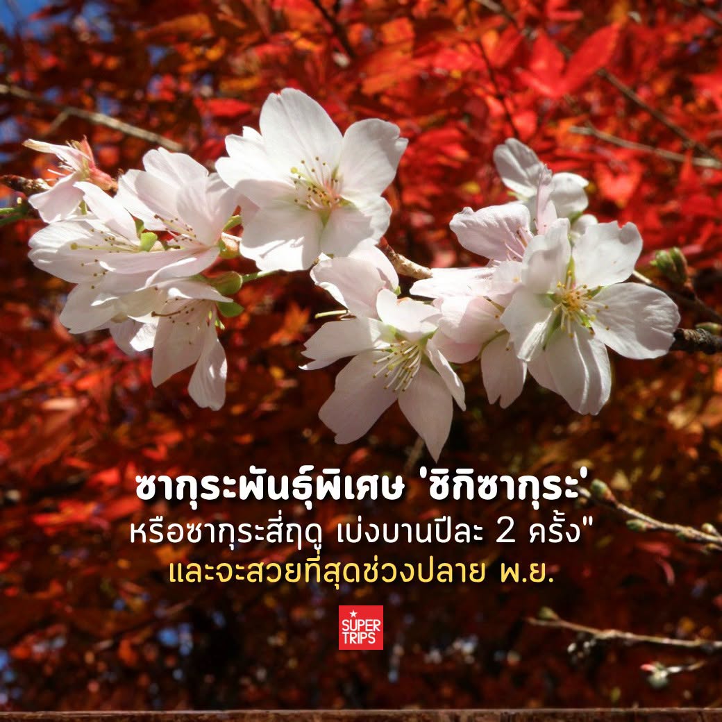 Supertrips, ซูเปอร์ทริปส์, ชิกิซากุระ โอบาระ, ซากุระฤดูใบไม้ร่วง, ใบไม้เปลี่ยนสี ไอจิ, เที่ยวญี่ปุ่นอันซีน