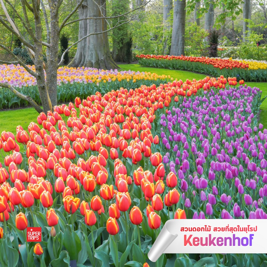 Keukenhof 2569, เทศกาลดอกไม้ยุโรป, สวนเคอเคนฮอฟ, เที่ยวเนเธอร์แลนด์, เที่ยวอัมสเตอร์ดัม, ทัวร์ยุโรปฤดูใบไม้ผลิ, เทศกาลทิวลิป, สวนดอกไม้ยุโรป