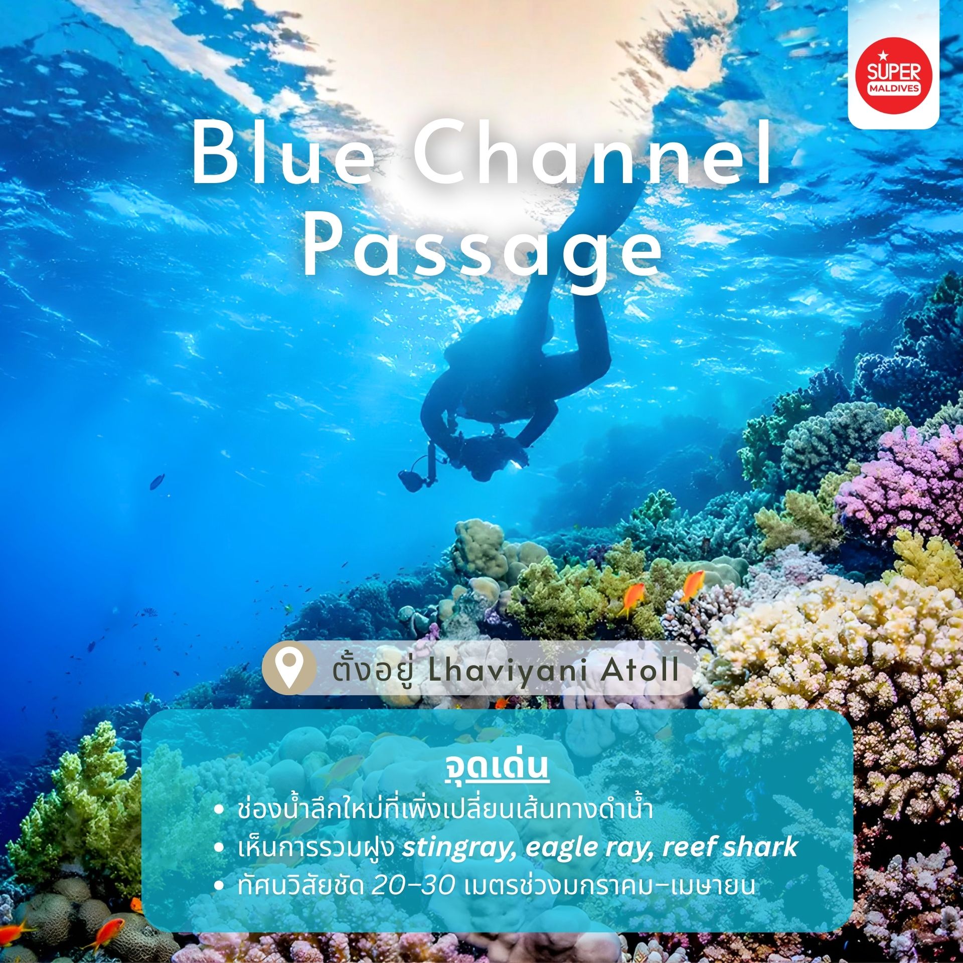 ดำน้ำมัลดีฟส์ 2026, จุดดำน้ำใหม่มัลดีฟส์, ปะการังฟื้นตัวมัลดีฟส์, ดำน้ำ 2026, Maldives dive sites, Coral Restoration Maldives, ที่เที่ยวมัลดีฟส์