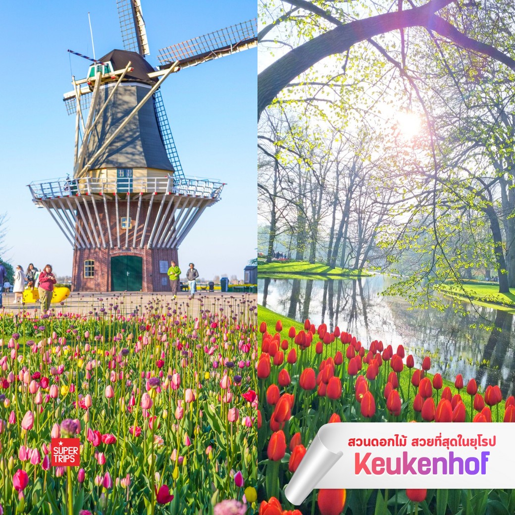 Keukenhof 2569, เทศกาลดอกไม้ยุโรป, สวนเคอเคนฮอฟ, เที่ยวเนเธอร์แลนด์, เที่ยวอัมสเตอร์ดัม, ทัวร์ยุโรปฤดูใบไม้ผลิ, เทศกาลทิวลิป, สวนดอกไม้ยุโรป