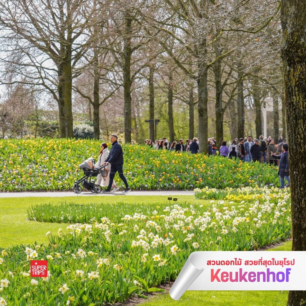 Keukenhof 2569, เทศกาลดอกไม้ยุโรป, สวนเคอเคนฮอฟ, เที่ยวเนเธอร์แลนด์, เที่ยวอัมสเตอร์ดัม, ทัวร์ยุโรปฤดูใบไม้ผลิ, เทศกาลทิวลิป, สวนดอกไม้ยุโรป