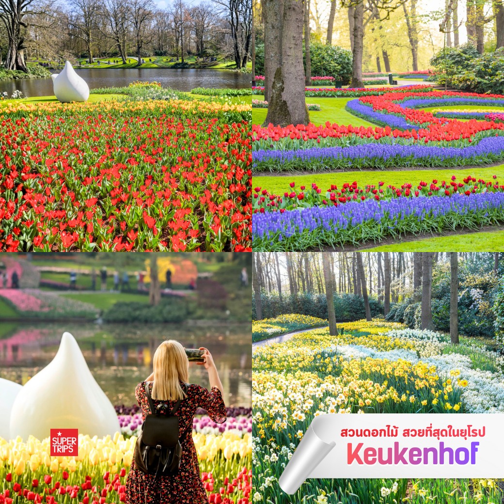 Keukenhof 2569, เทศกาลดอกไม้ยุโรป, สวนเคอเคนฮอฟ, เที่ยวเนเธอร์แลนด์, เที่ยวอัมสเตอร์ดัม, ทัวร์ยุโรปฤดูใบไม้ผลิ, เทศกาลทิวลิป, สวนดอกไม้ยุโรป