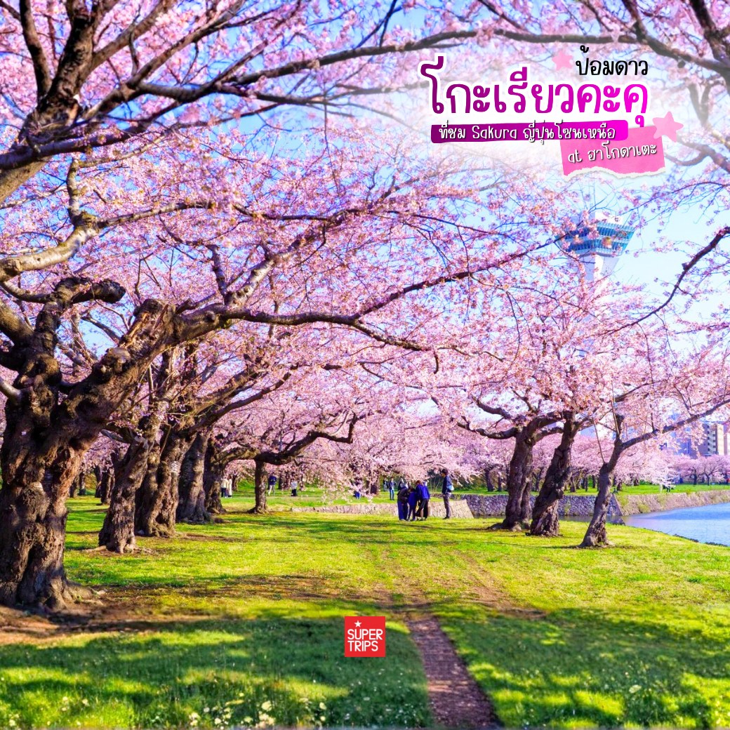 ซากุระฮอกไกโด, Goryokaku Park, เที่ยวฮาโกดาเตะ, ป้อมดาว 5 แฉก, พยากรณ์ซากุระ 2026, เที่ยวญี่ปุ่นเมษายน, Hakodate Sakura, Goryokaku Tower, จุดชมซากุระฮอกไกโด, รีวิวญี่ปุ่น