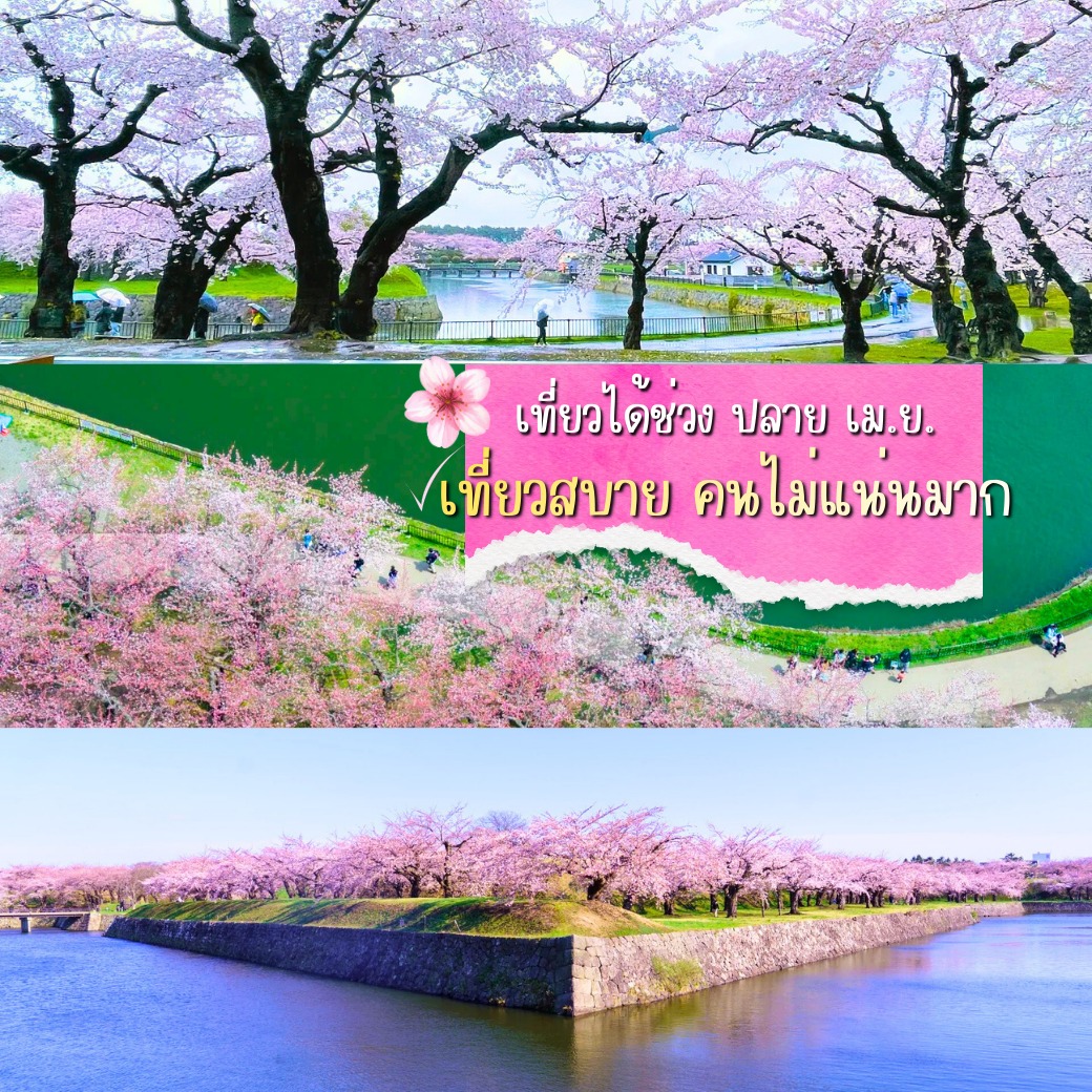 ซากุระฮอกไกโด, Goryokaku Park, เที่ยวฮาโกดาเตะ, ป้อมดาว 5 แฉก, พยากรณ์ซากุระ 2026, เที่ยวญี่ปุ่นเมษายน, Hakodate Sakura, Goryokaku Tower, จุดชมซากุระฮอกไกโด, รีวิวญี่ปุ่น