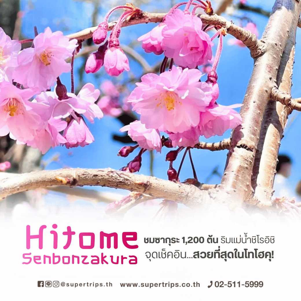 โทโฮคุ, เซ็นได, ซากุระโทโฮคุ, จุดชมซากุระญี่ปุ่น, ซาโอะ, แม่น้ำชิโรอิชิ, ทัวร์ญี่ปุ่นฤดูใบไม้ผลิ, เที่ยวญี่ปุ่นเมษายน, เที่ยวญี่ปุ่นสงกรานต์