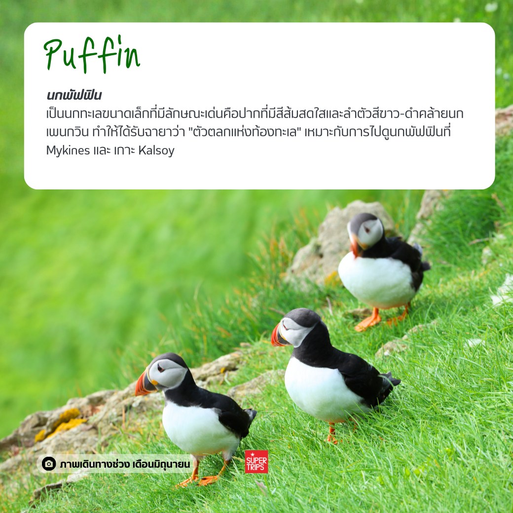 หมู่เกาะแฟโร, Faroe Islands, เที่ยวแฟโรช่วงไหนดี, นกพัฟฟิน, น้ำตก Mulafossur, เที่ยวนอร์ดิก, ทัวร์หมู่เกาะแฟโร, ธรรมชาติที่สวยที่สุดในโลก, หมู่บ้าน Gasadalur, ซูเปอร์ทริปรีวิว