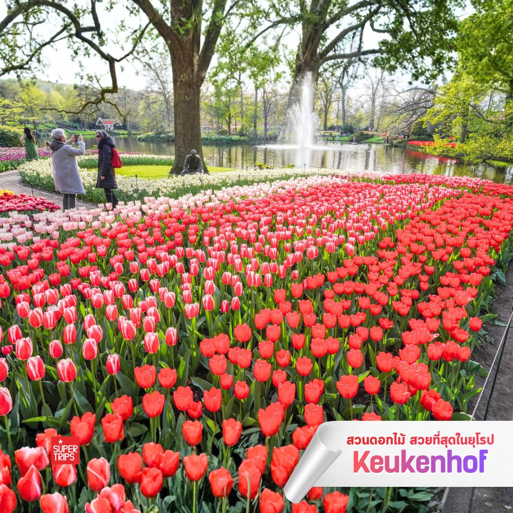 Keukenhof 2569, เทศกาลดอกไม้ยุโรป, สวนเคอเคนฮอฟ, เที่ยวเนเธอร์แลนด์, เที่ยวอัมสเตอร์ดัม, ทัวร์ยุโรปฤดูใบไม้ผลิ, เทศกาลทิวลิป, สวนดอกไม้ยุโรป