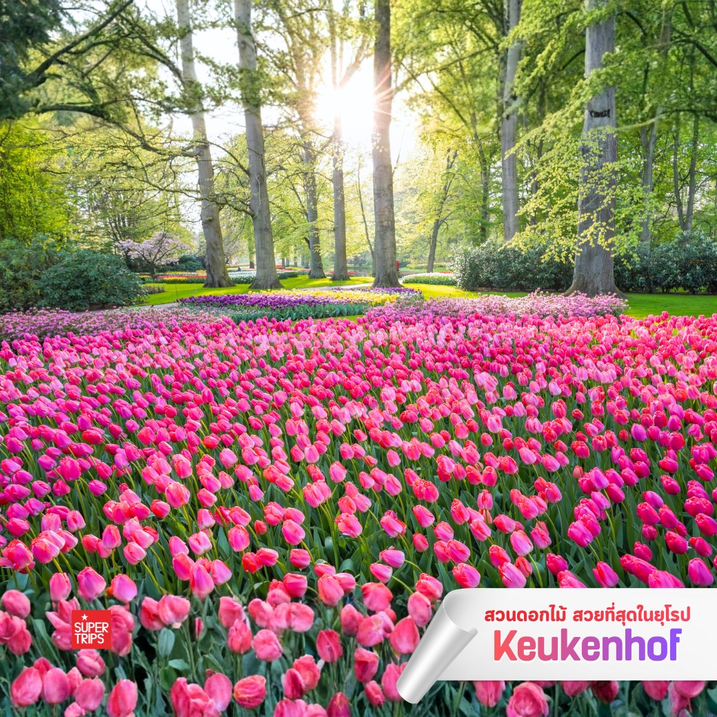 Keukenhof 2569, เทศกาลดอกไม้ยุโรป, สวนเคอเคนฮอฟ, เที่ยวเนเธอร์แลนด์, เที่ยวอัมสเตอร์ดัม, ทัวร์ยุโรปฤดูใบไม้ผลิ, เทศกาลทิวลิป, สวนดอกไม้ยุโรป