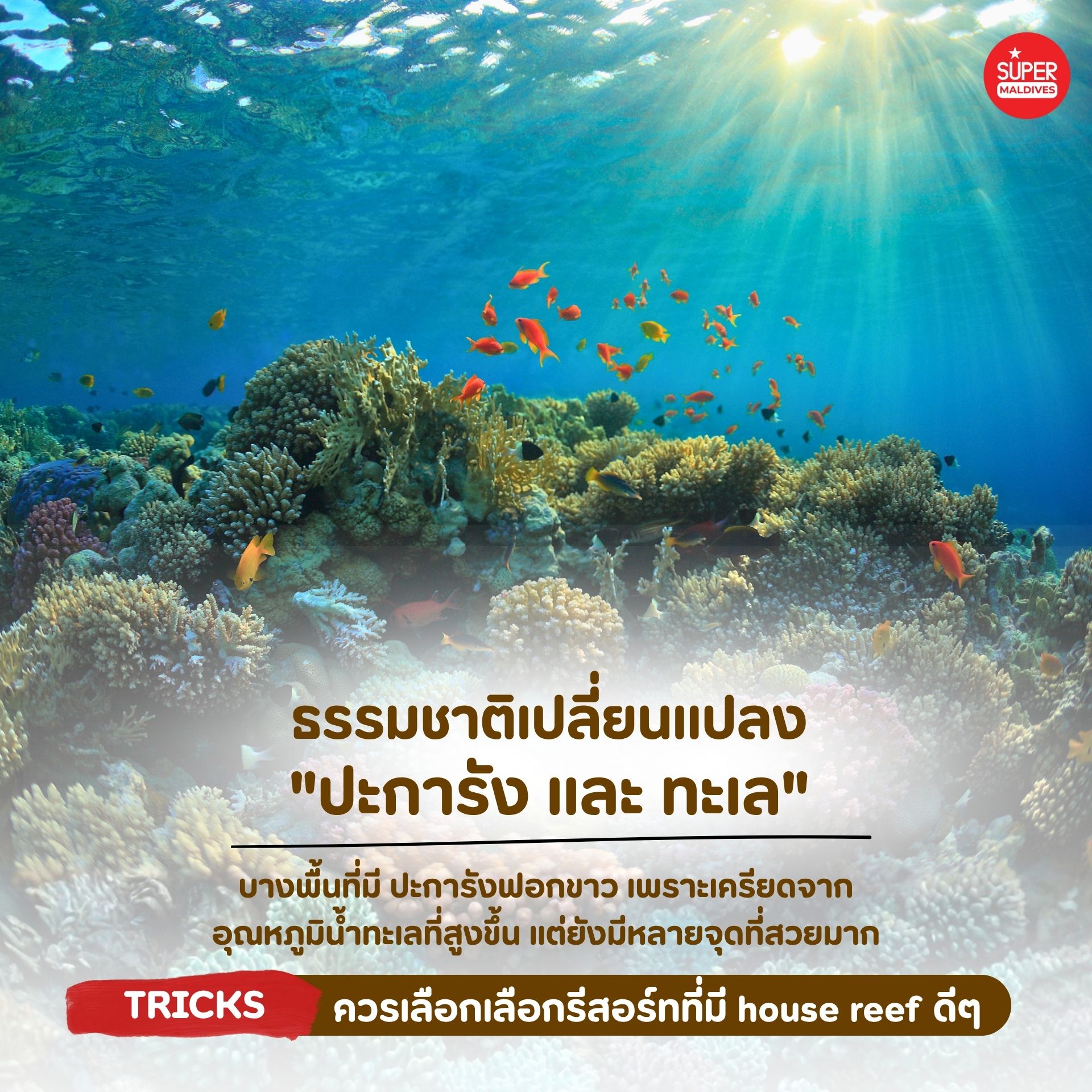 มัลดีฟส์ 2026, เที่ยวมัลดีฟส์, รีสอร์ทมัลดีฟส์, All Inclusive Maldives, House Reef Maldives, เที่ยวมัลดีฟส์ช่วงไหนดี, มัลดีฟส์หน้าหนาว, แพ็กเกจมัลดีฟส์, รีวิวมัลดีฟส์, วางแผนเที่ยวมัลดีฟส์