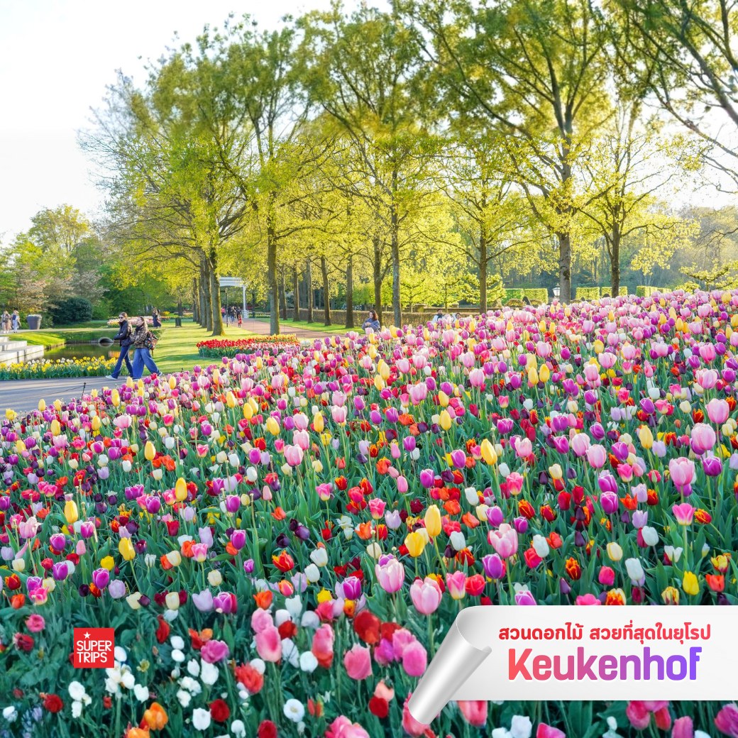Keukenhof 2569, เทศกาลดอกไม้ยุโรป, สวนเคอเคนฮอฟ, เที่ยวเนเธอร์แลนด์, เที่ยวอัมสเตอร์ดัม, ทัวร์ยุโรปฤดูใบไม้ผลิ, เทศกาลทิวลิป, สวนดอกไม้ยุโรป