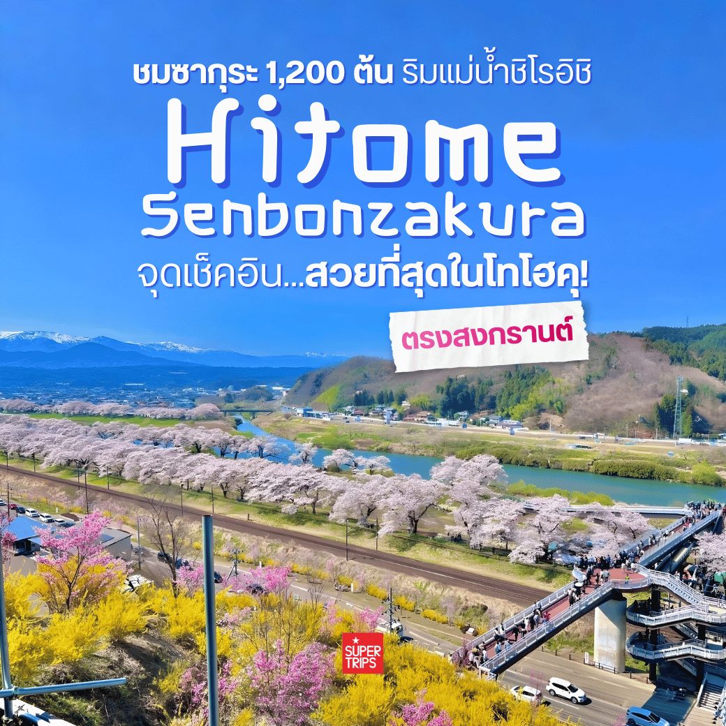ทัวร์โทโฮคุ ชมซากุระพันต้น ริมแม่น้ำชิโรอิชิ ช่วงสงกรานต์ | Japan Sakura