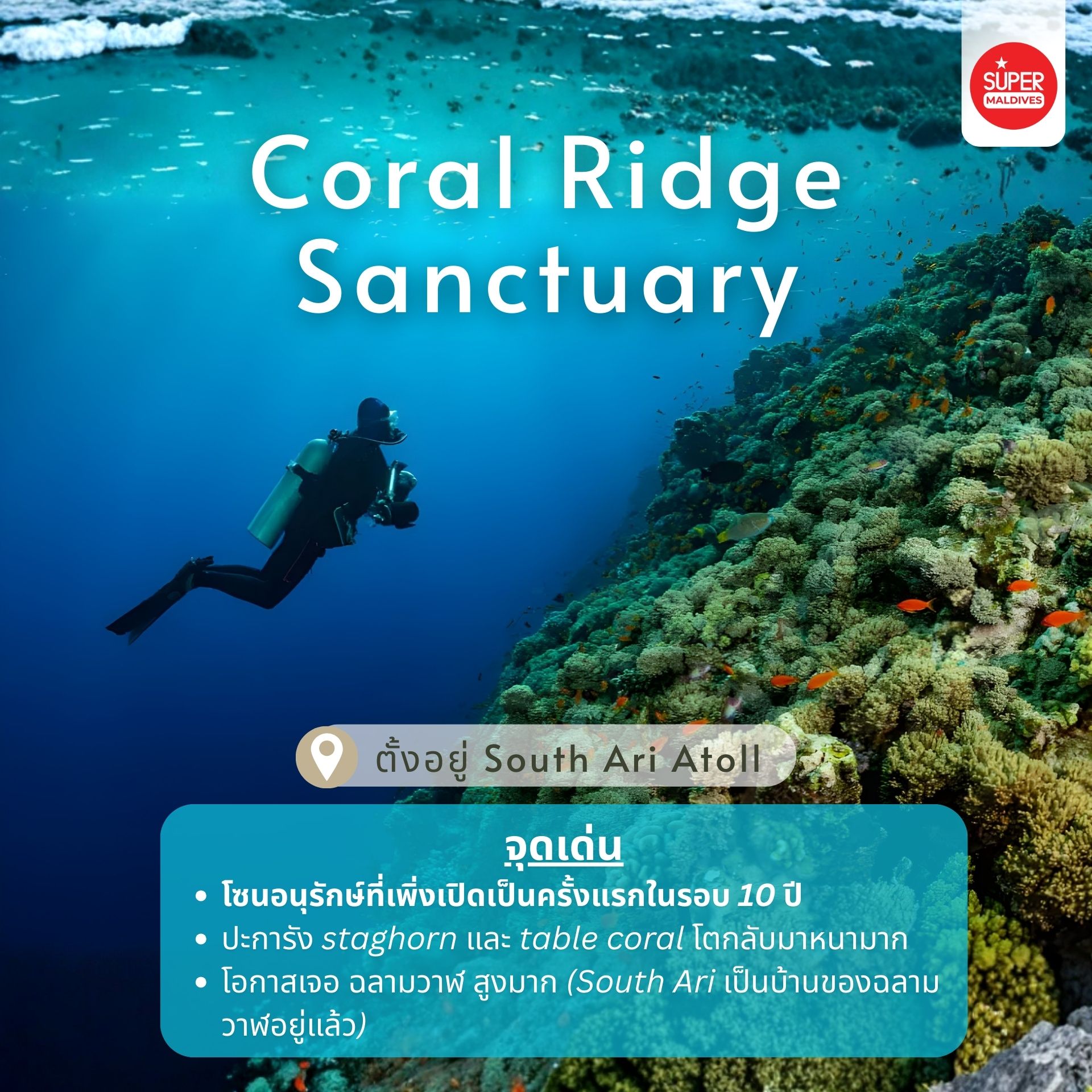 ดำน้ำมัลดีฟส์ 2026, จุดดำน้ำใหม่มัลดีฟส์, ปะการังฟื้นตัวมัลดีฟส์, ดำน้ำ 2026, Maldives dive sites, Coral Restoration Maldives, ที่เที่ยวมัลดีฟส์