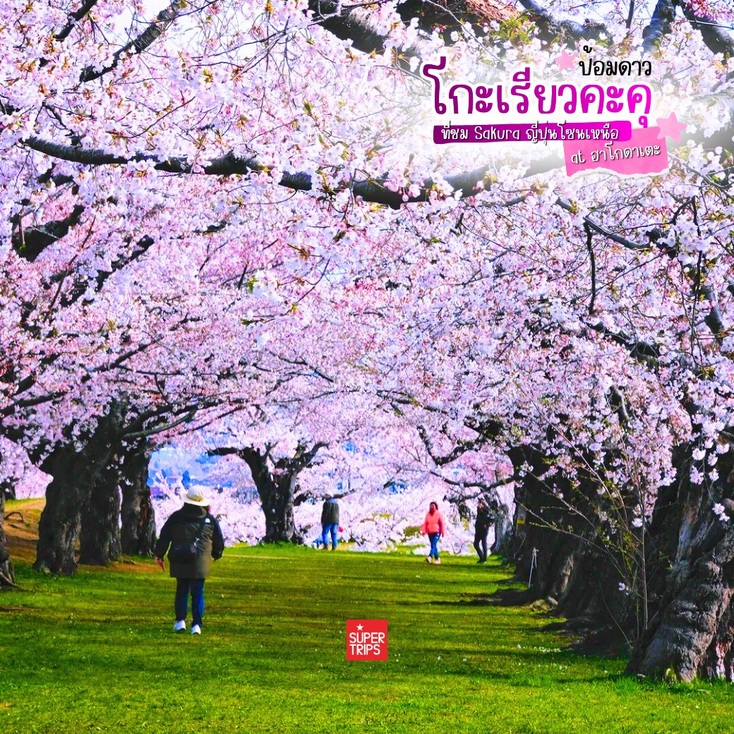 ซากุระฮอกไกโด, Goryokaku Park, เที่ยวฮาโกดาเตะ, ป้อมดาว 5 แฉก, พยากรณ์ซากุระ 2026, เที่ยวญี่ปุ่นเมษายน, Hakodate Sakura, Goryokaku Tower, จุดชมซากุระฮอกไกโด, รีวิวญี่ปุ่น